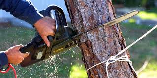 Best Tree Cabling and Bracing  in Seagraves, TX