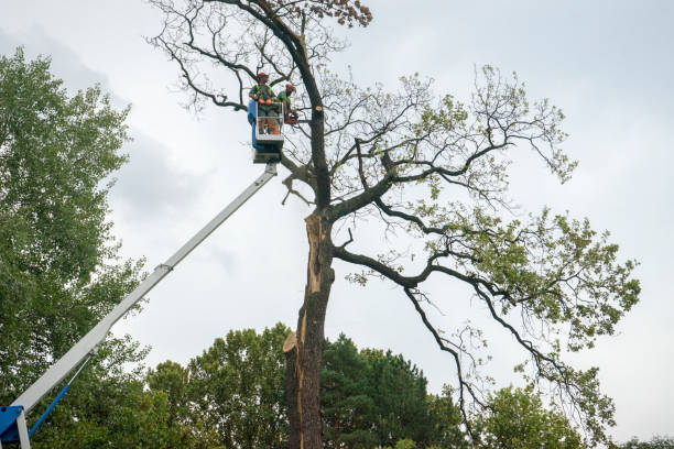 Best Tree Health Inspection  in Seagraves, TX
