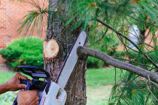 Best Arborist Consultation Services  in Seagraves, TX